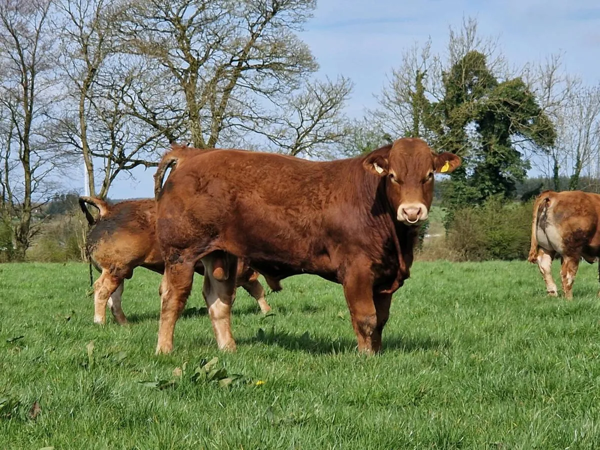 🌟3 Exceptional Bulls for Ballina on 14th April 🌟 - Image 3