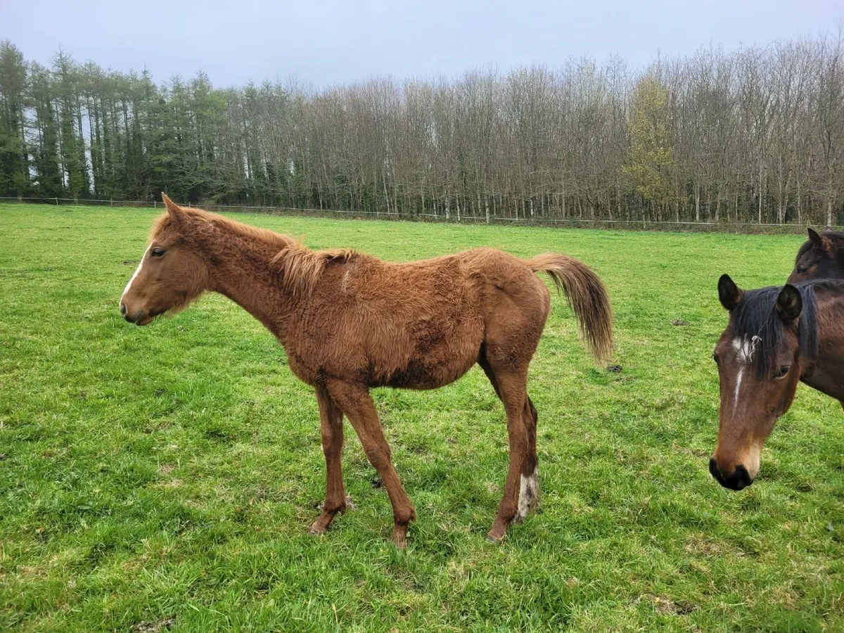 Yearling Filly Thoroughbred - Image 1