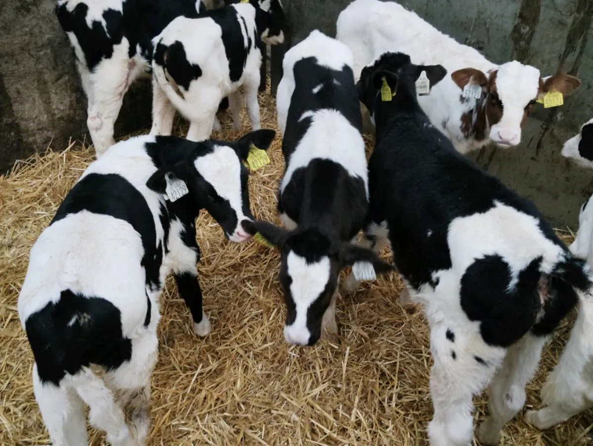 Fr bull calves - Image 1