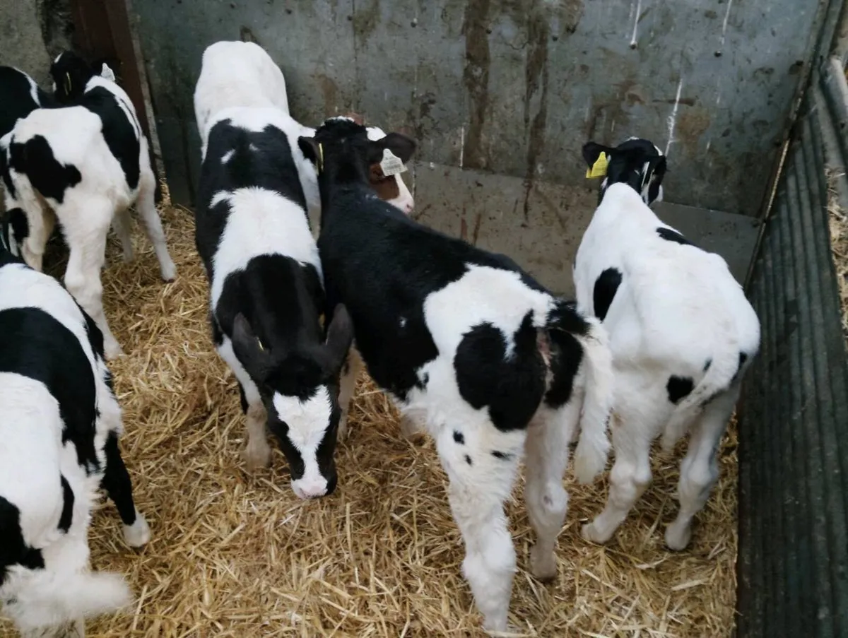 Fr bull calves - Image 2