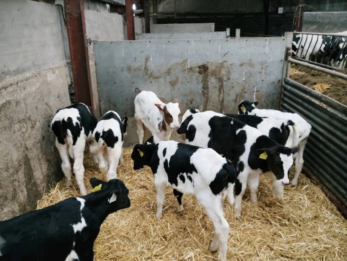 Fr bull calves - Image 3