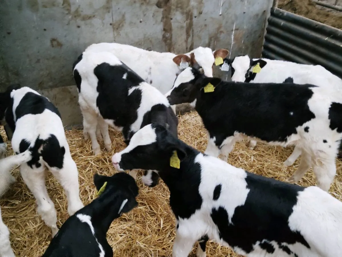 Fr bull calves - Image 4