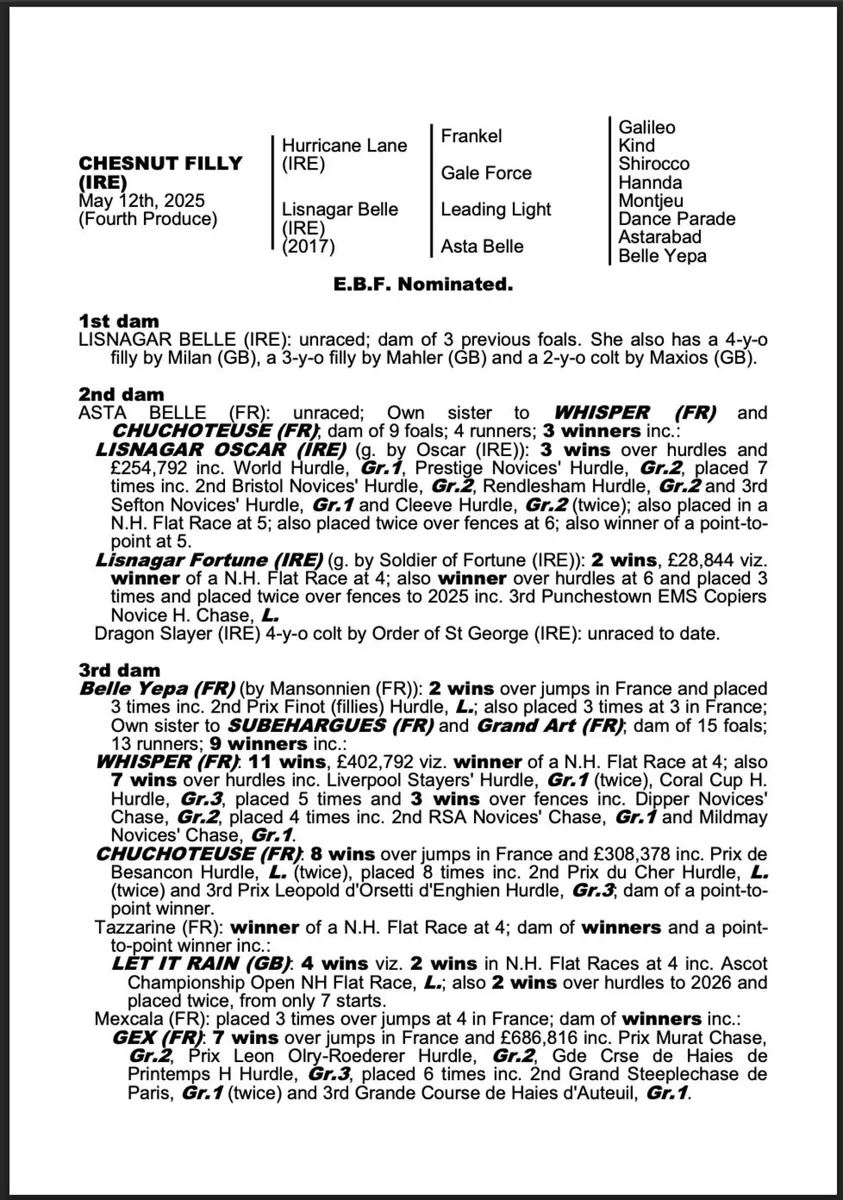 Yearling Filly Thoroughbred - Image 2