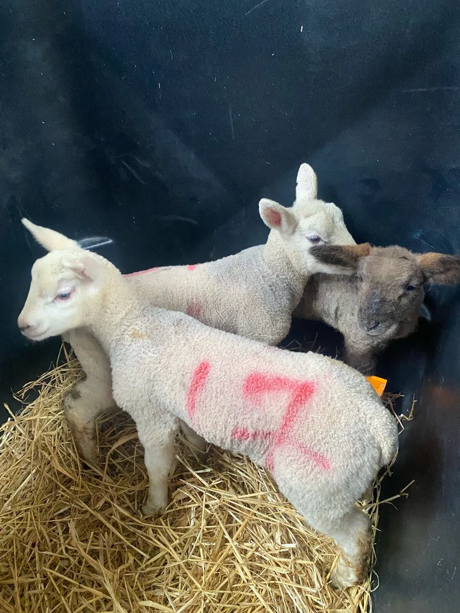 3 pet ewe lambs - Image 2