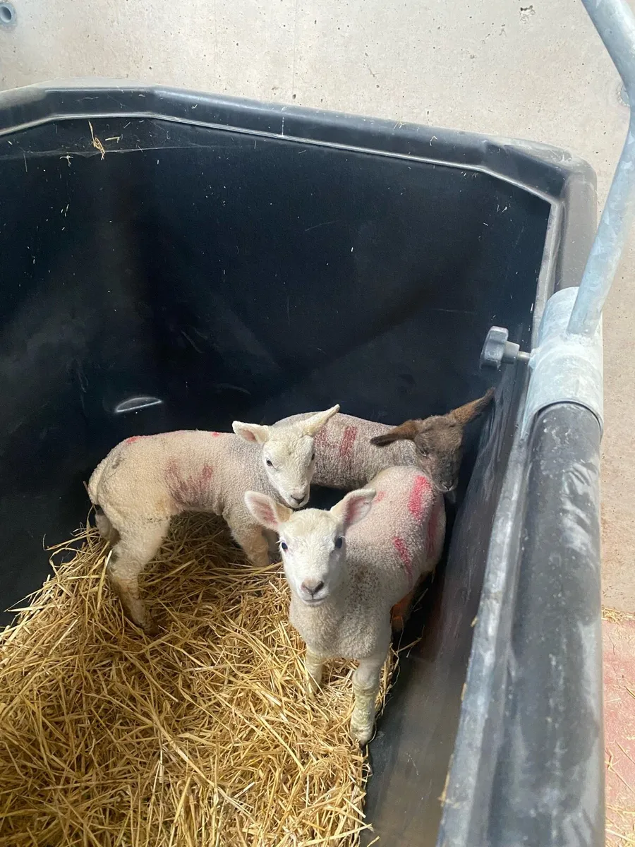 3 pet ewe lambs - Image 3