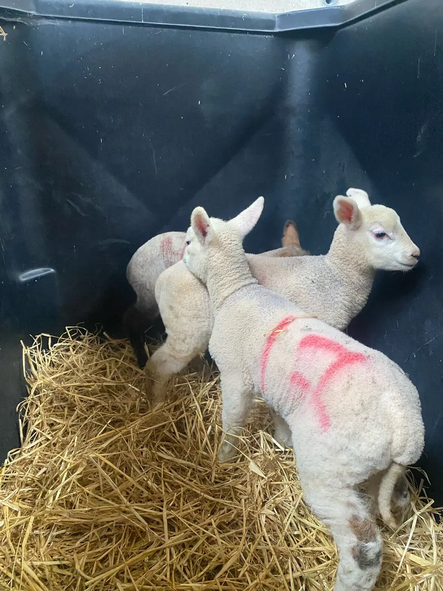 3 pet ewe lambs - Image 1