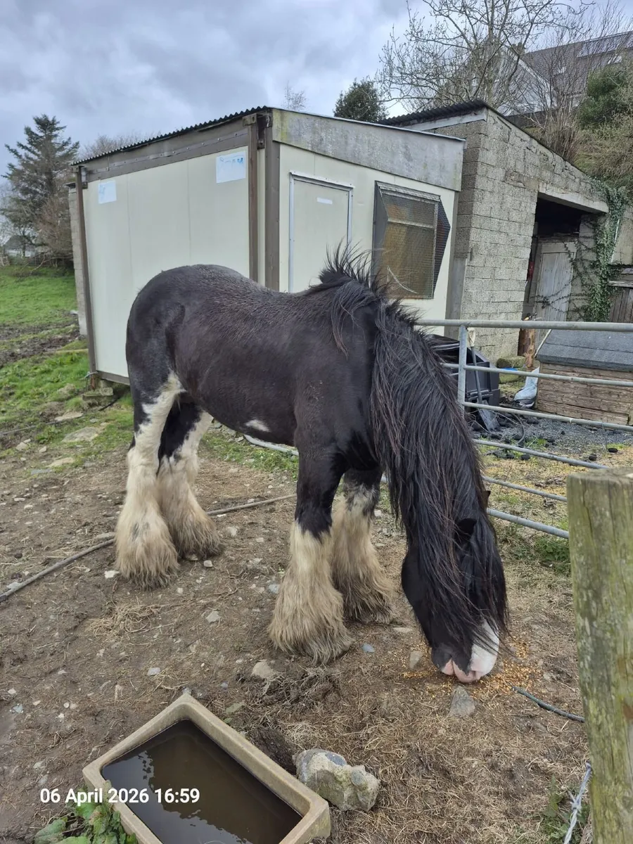 clydesdale stallion - Image 3