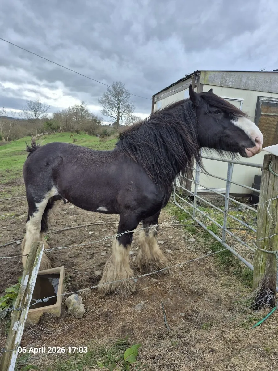 clydesdale stallion - Image 2
