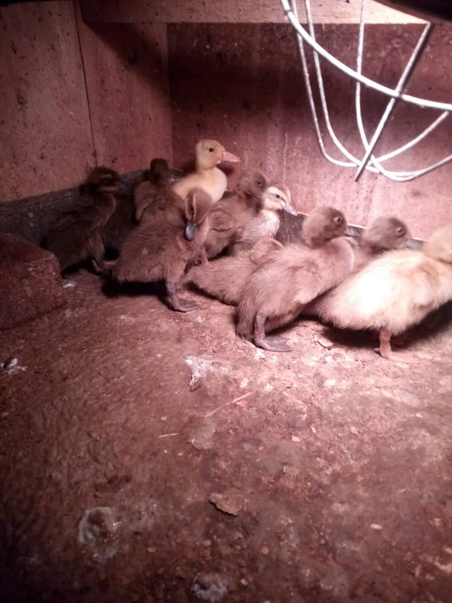 Drake's /Duckling/ Roosters/ Hatching eggs. - Image 1