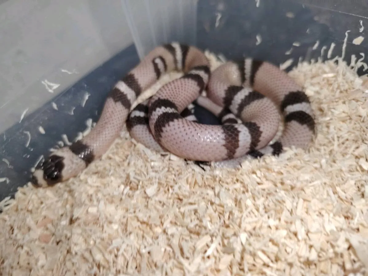 Honduran ghost Milk Snake
