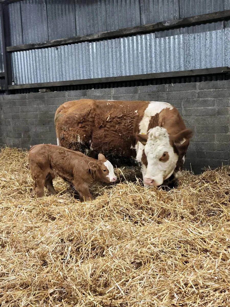 Super First Calved Heifer - Image 1