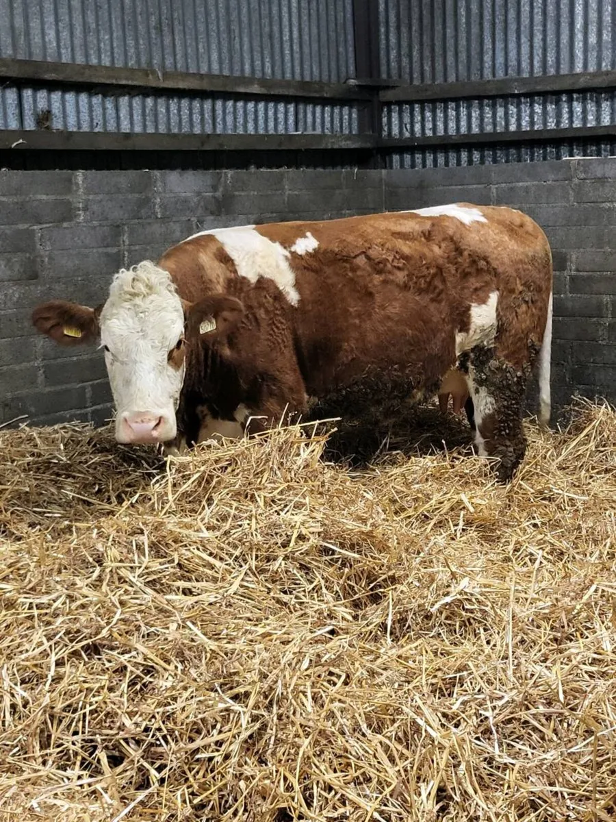Super First Calved Heifer - Image 2