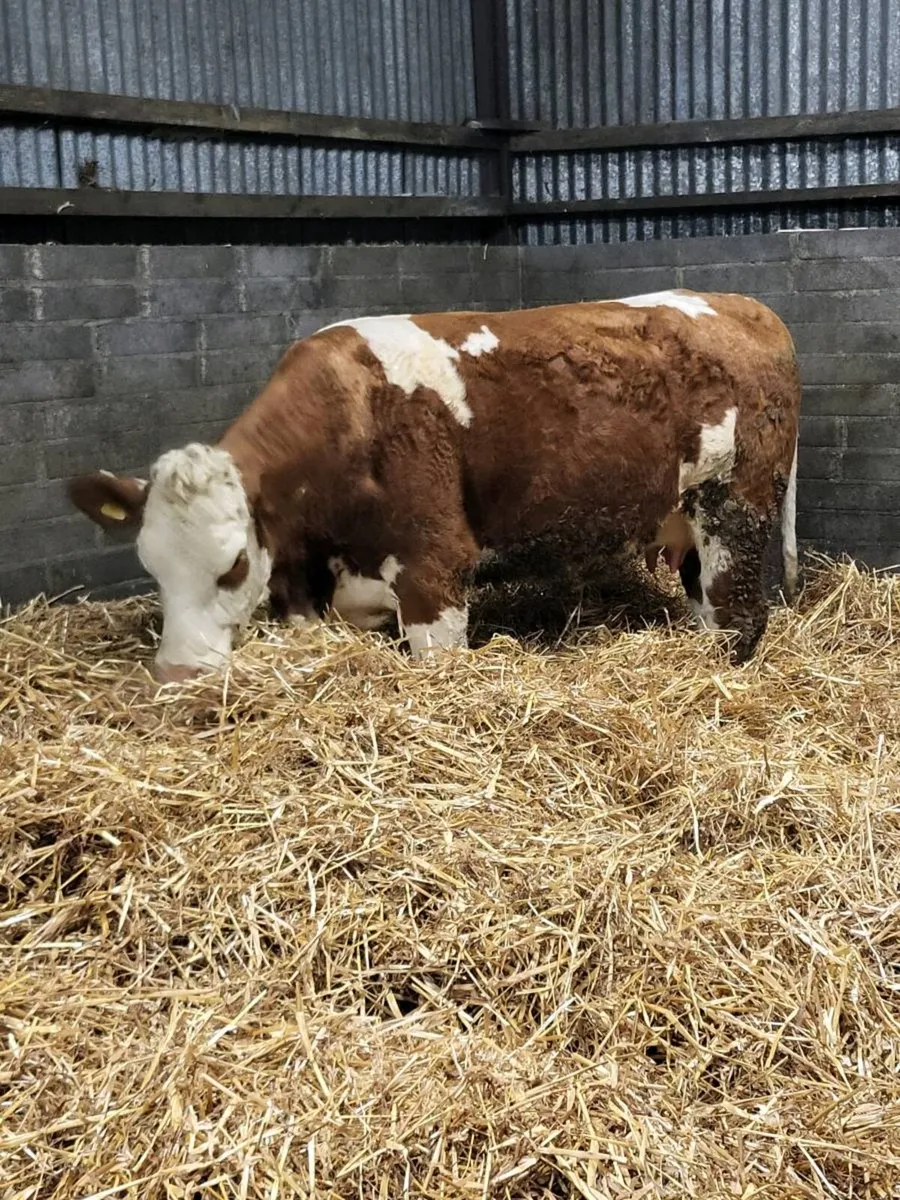 Super First Calved Heifer - Image 3