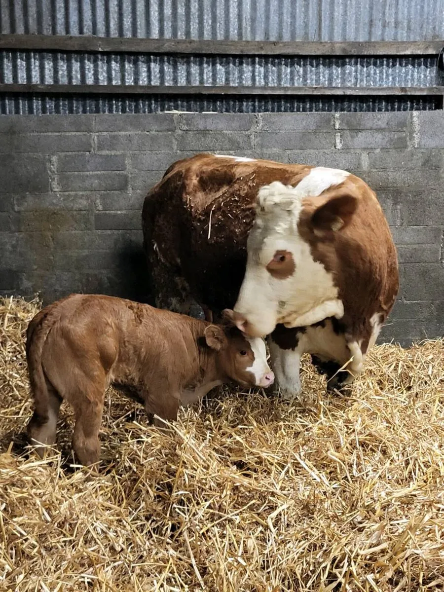 Super First Calved Heifer - Image 4
