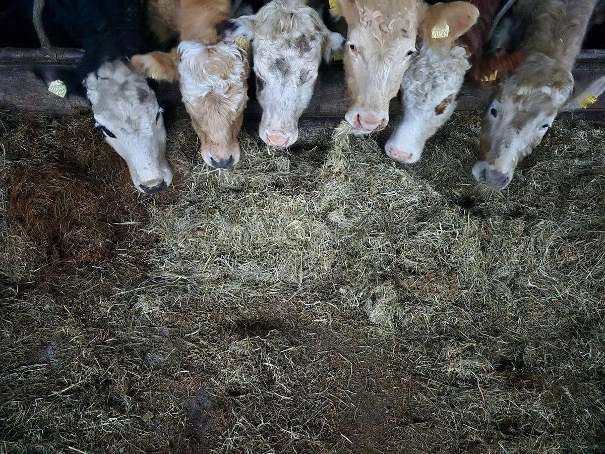 Round Bales - Image 3