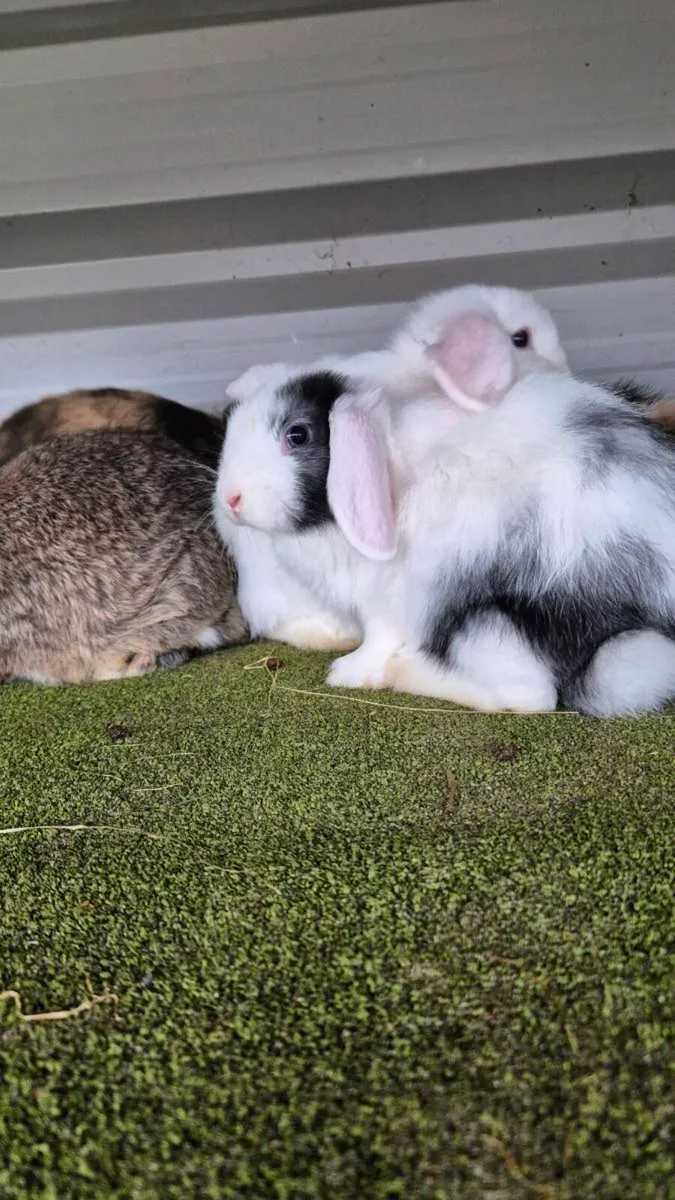 Lops and lop mix - Image 1