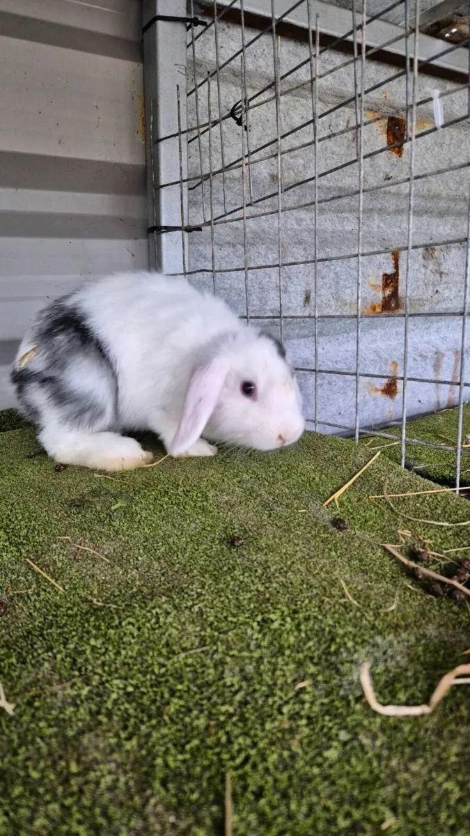 Lops and lop mix - Image 2