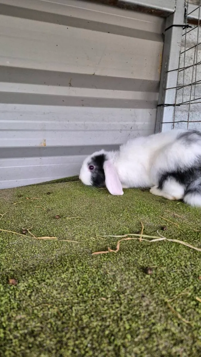Lops and lop mix - Image 3