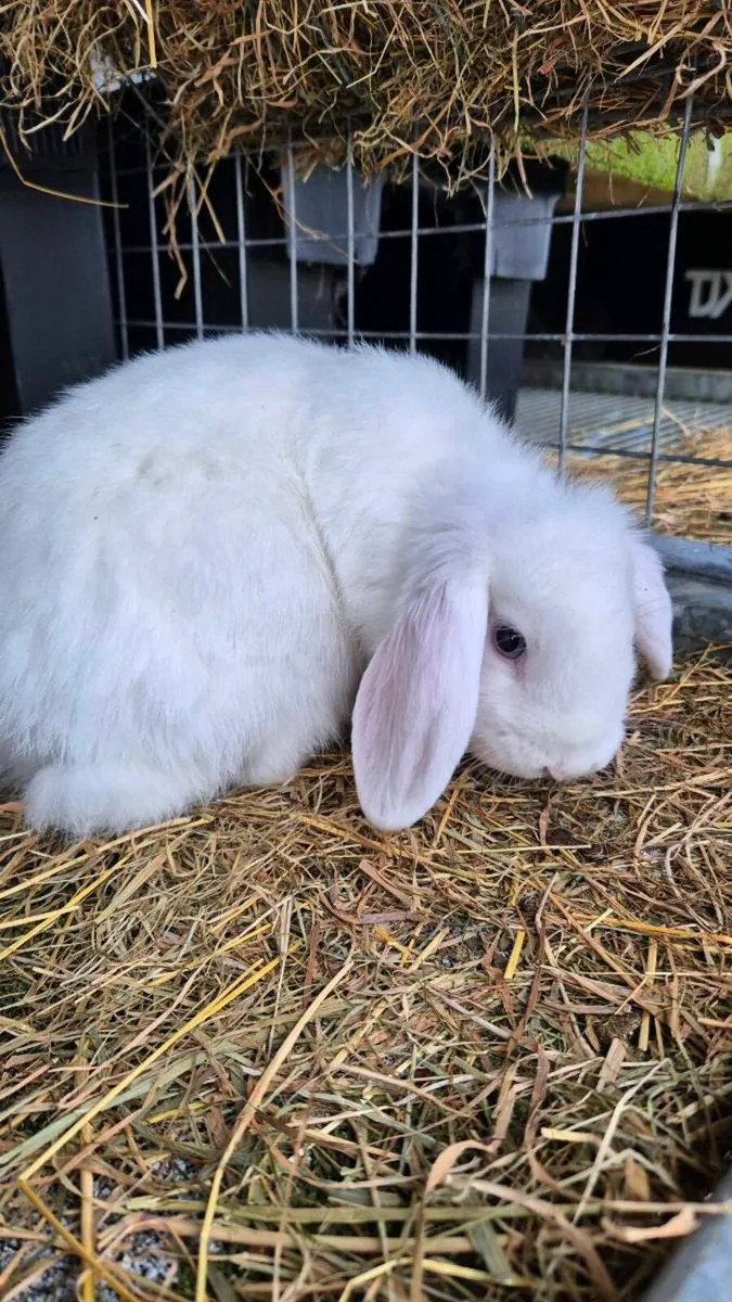 Lops and lop mix - Image 4