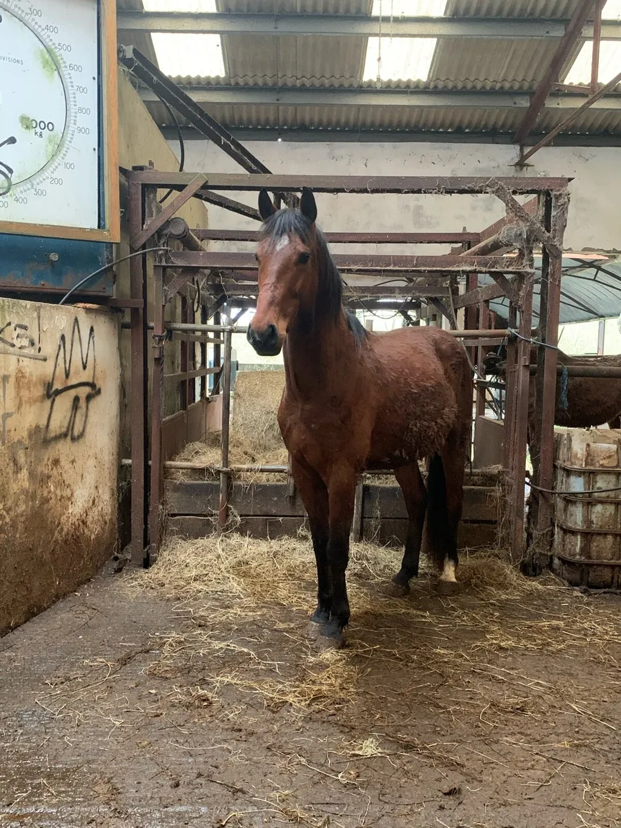 4 year Old Gelding - Image 1