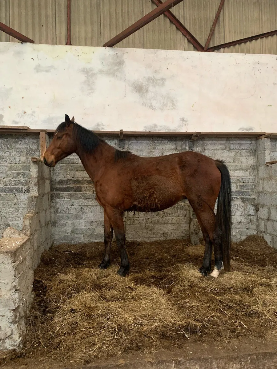 4 year Old Gelding - Image 2