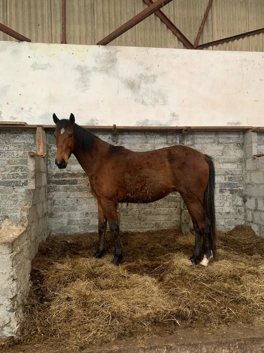 4 year Old Gelding - Image 3