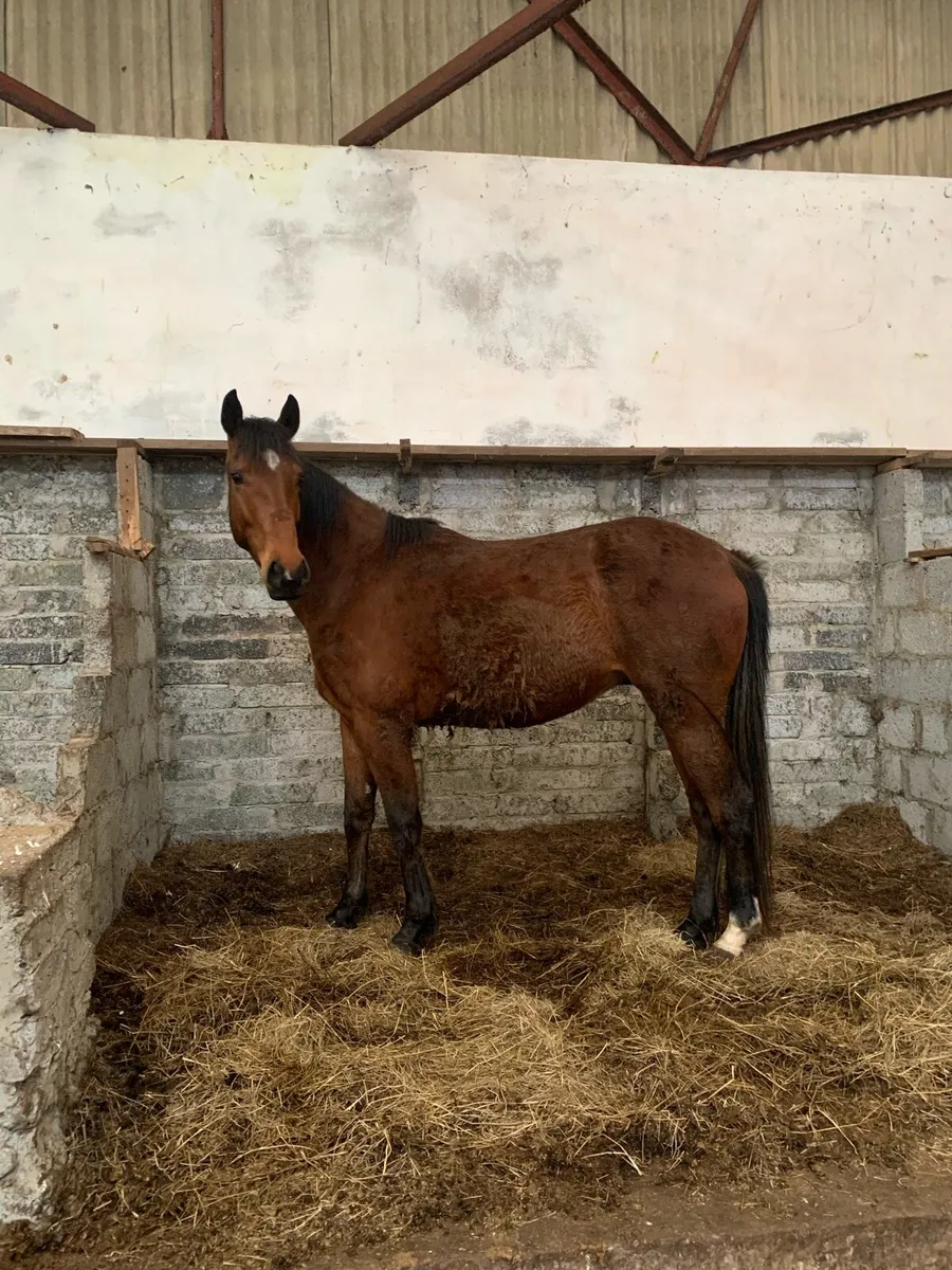 4 year Old Gelding - Image 4