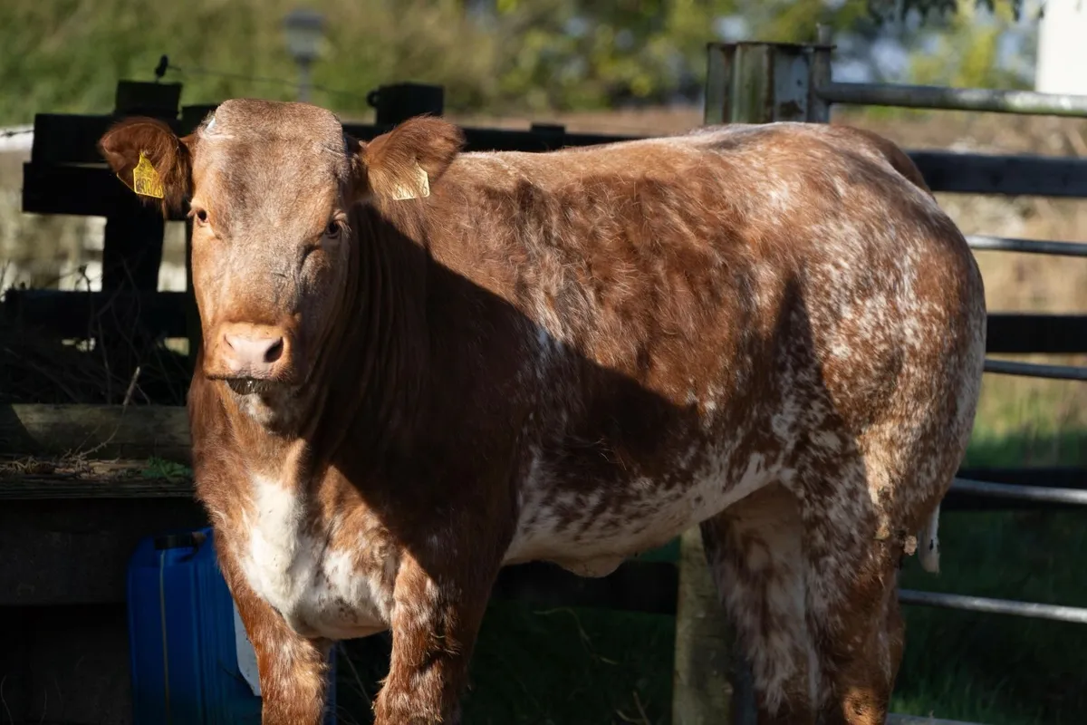 Win a roan breeding heifer, 4 DAYS TO GO - Image 2