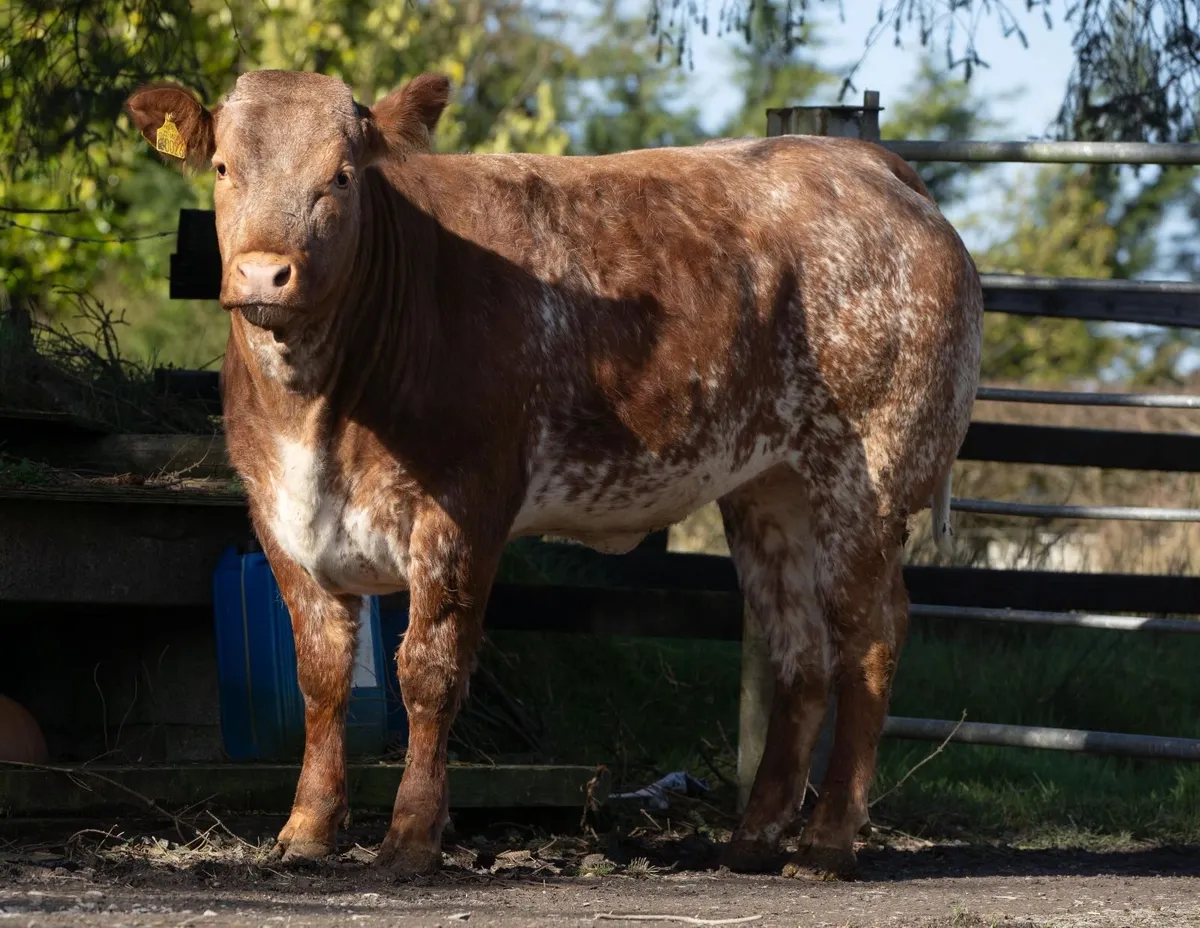 Win a roan breeding heifer, 4 DAYS TO GO - Image 1