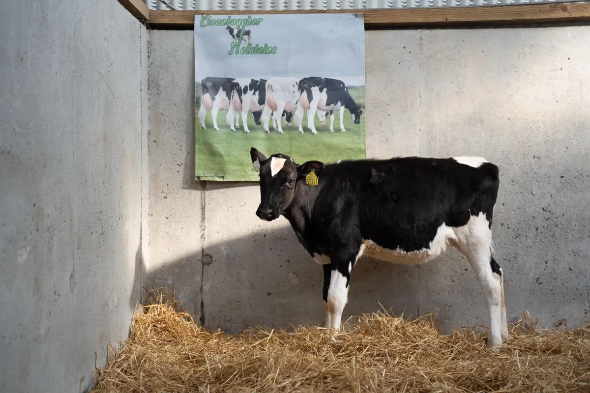 Win a roan breeding heifer, 4 DAYS TO GO - Image 3