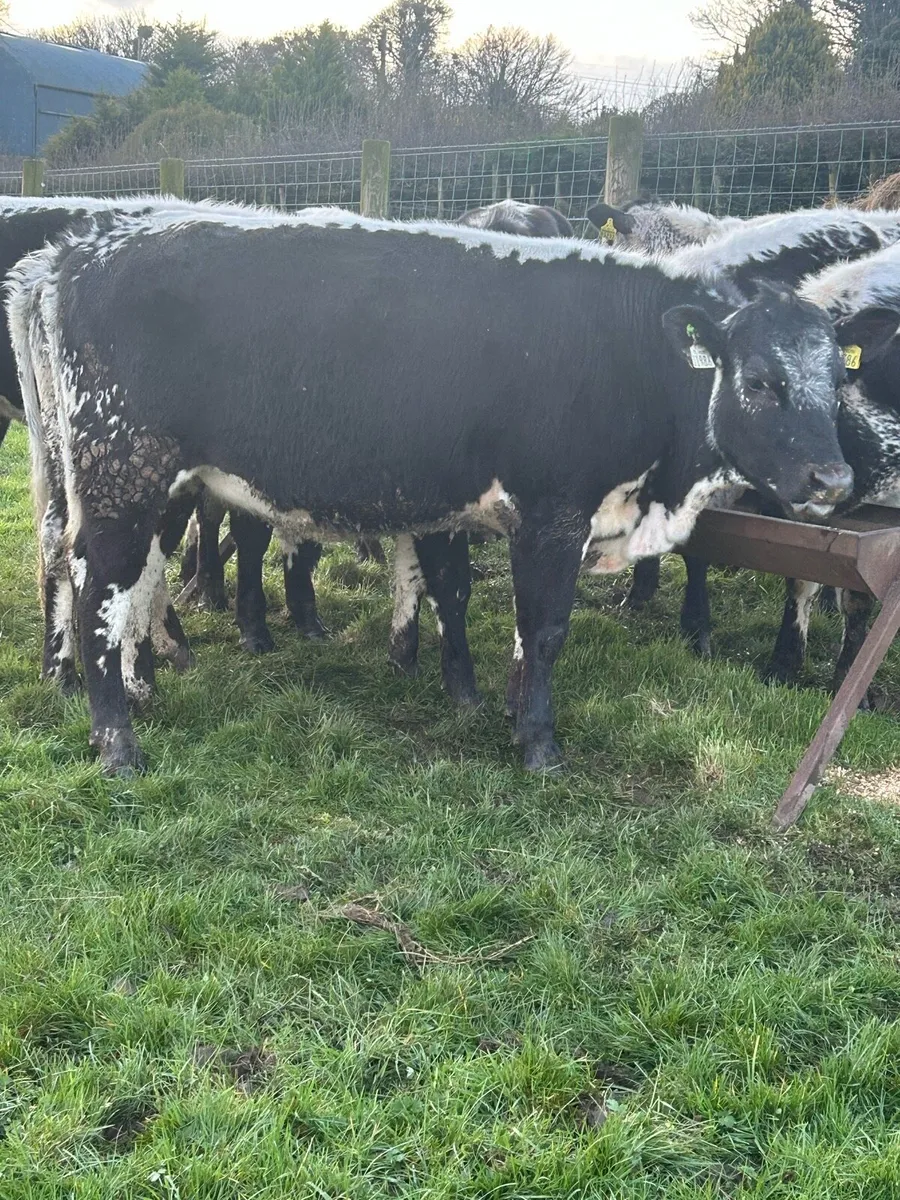 Speckle Park Heifers for Sale - Image 4