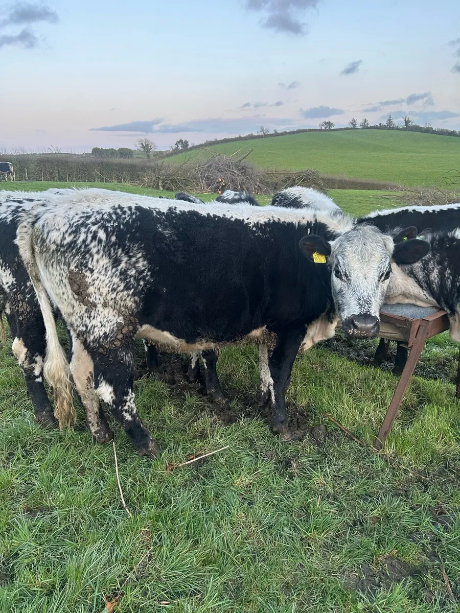 Speckle Park Heifers for Sale - Image 1
