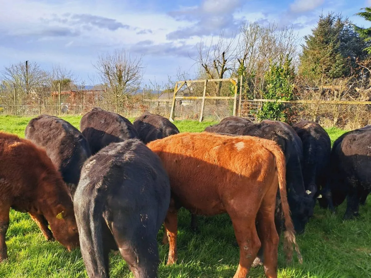 17 SMASHING ANGUS HEIFERS 300KGS - Image 1