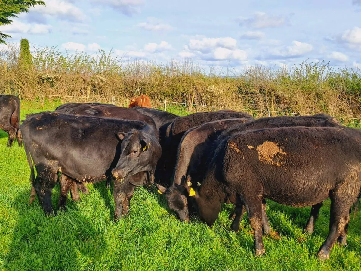 17 SMASHING ANGUS HEIFERS 300KGS - Image 2