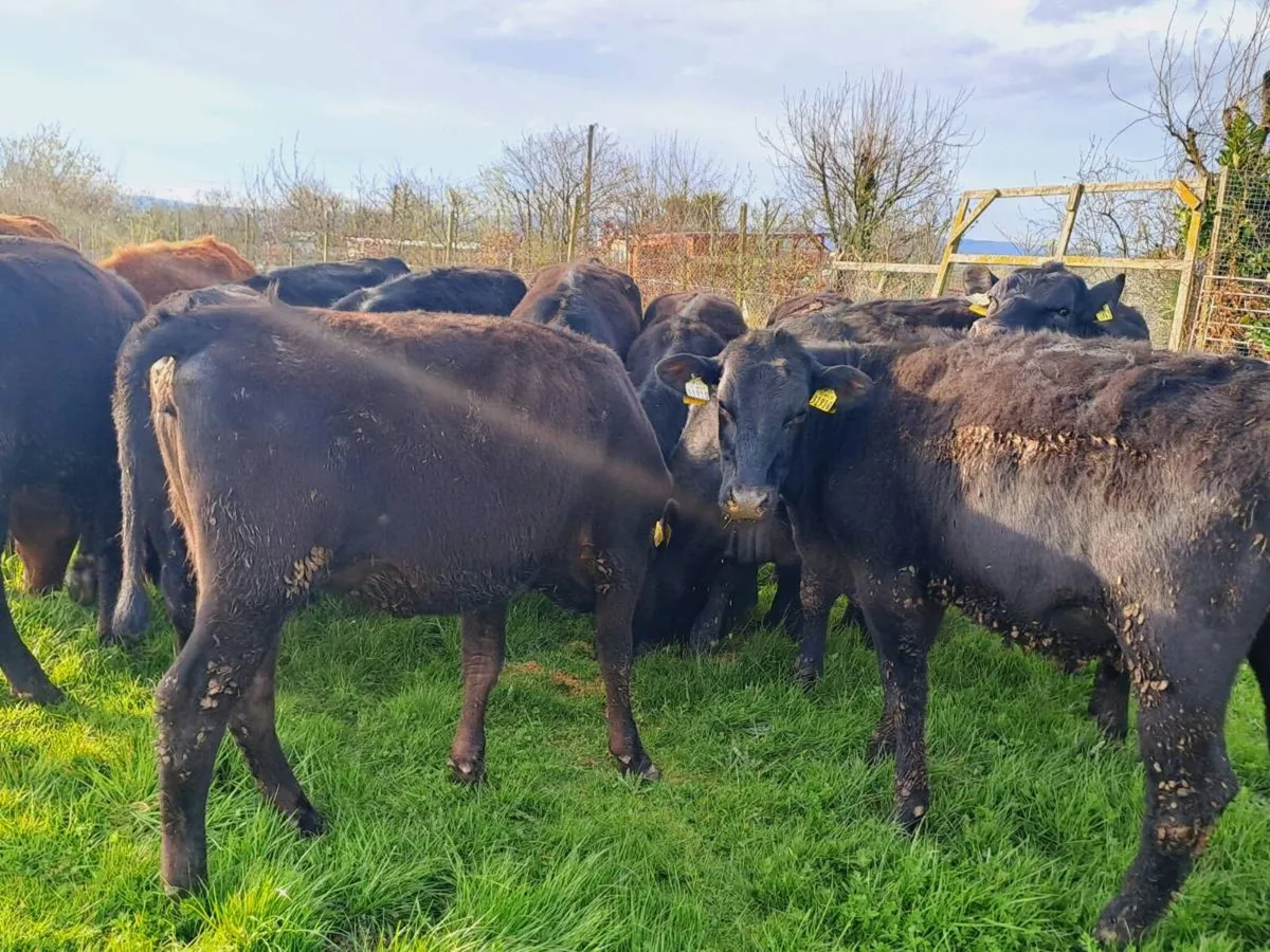 17 SMASHING ANGUS HEIFERS 300KGS - Image 3