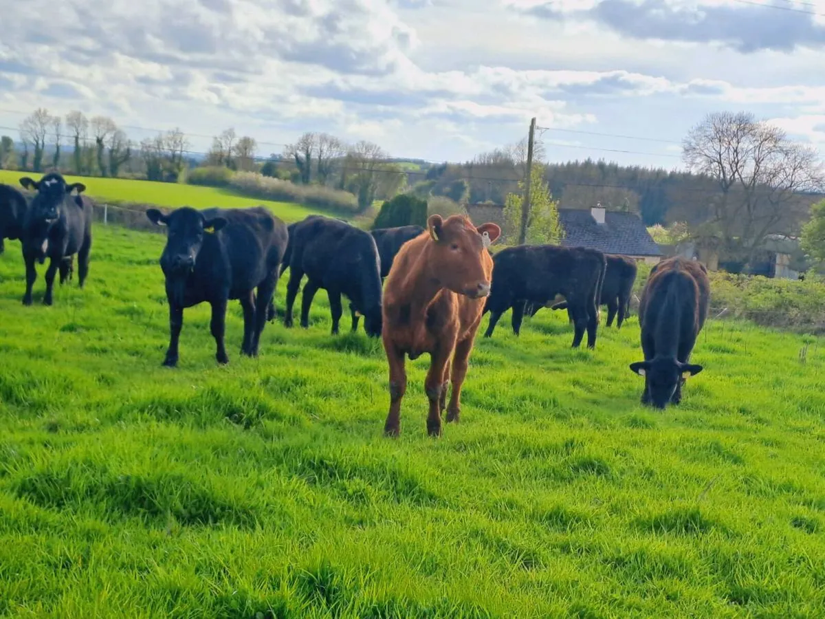 17 SMASHING ANGUS HEIFERS 300KGS - Image 4