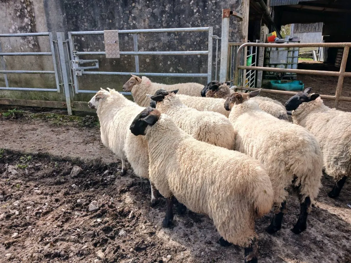 Suffolk x Ewe Hoggets - Image 1
