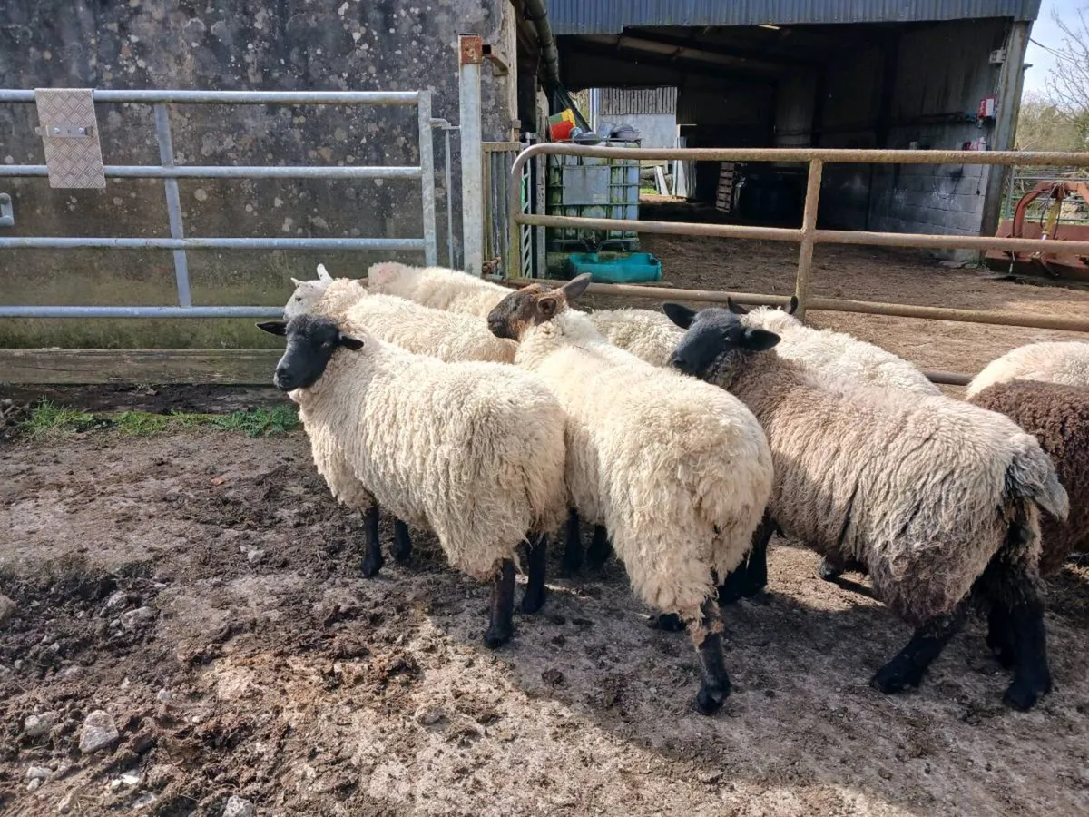 Suffolk x Ewe Hoggets - Image 3