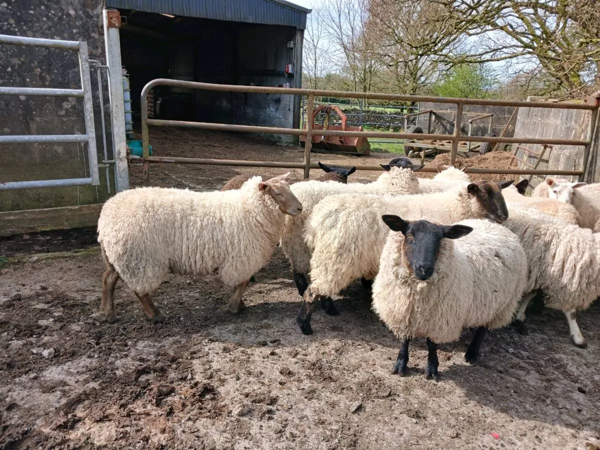 Suffolk x Ewe Hoggets - Image 2