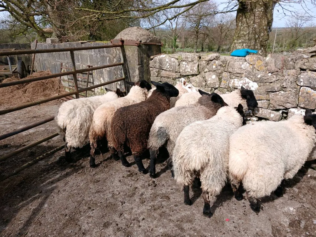 Suffolk x Ewe Hoggets - Image 4
