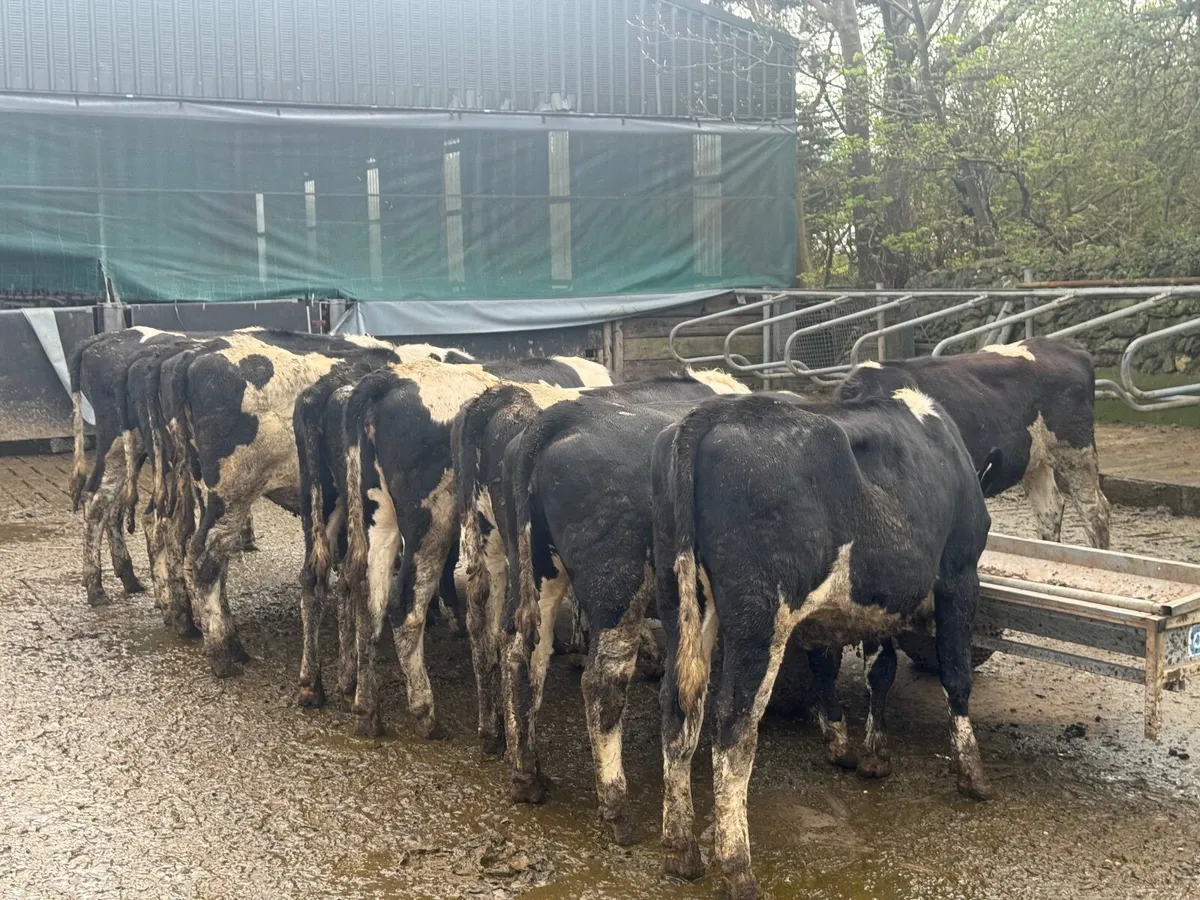 11 Friesian Maiden Heifers - Image 2