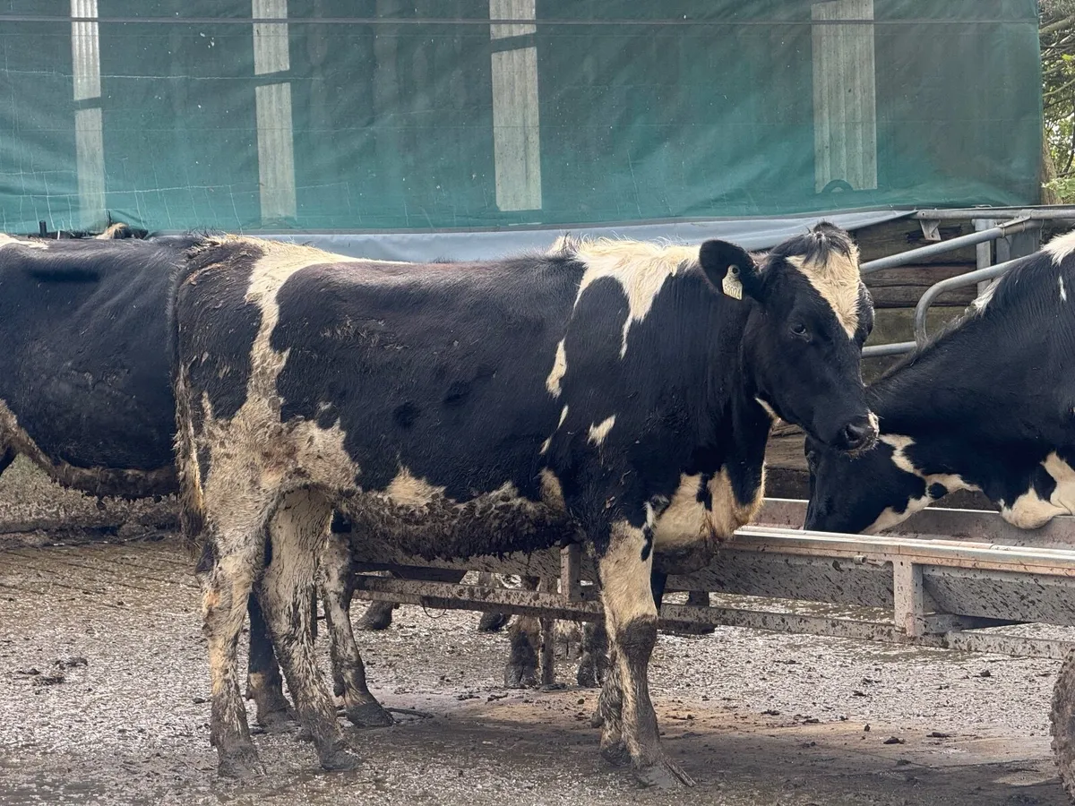 11 Friesian Maiden Heifers - Image 3