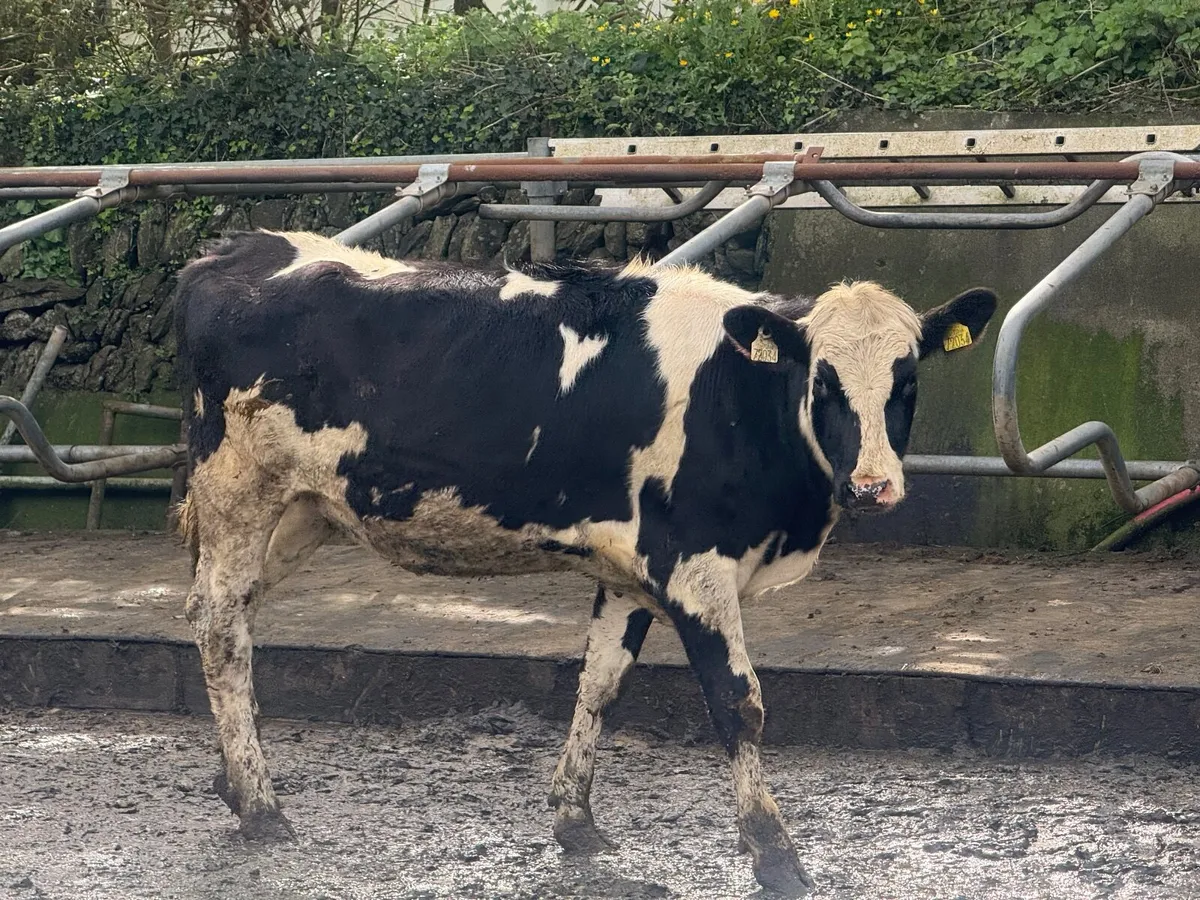 11 Friesian Maiden Heifers - Image 4