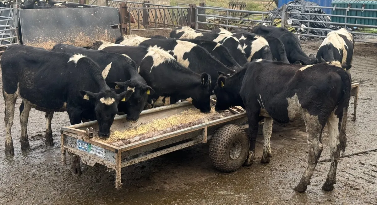 11 Friesian Maiden Heifers - Image 1