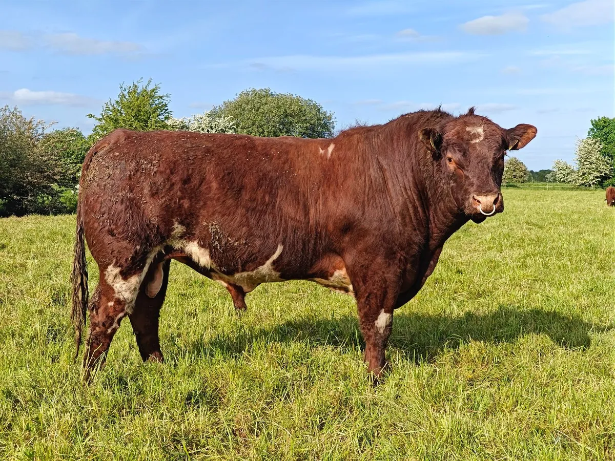 Shorthorn Bull - Image 3