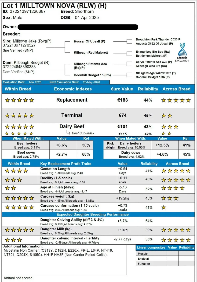 Shorthorn Bull - Image 2