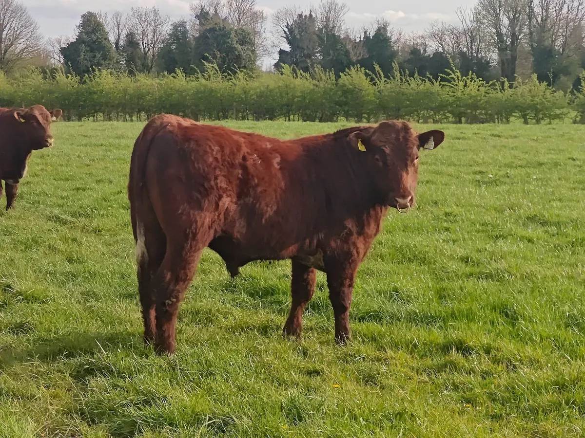 Shorthorn Bull - Image 4
