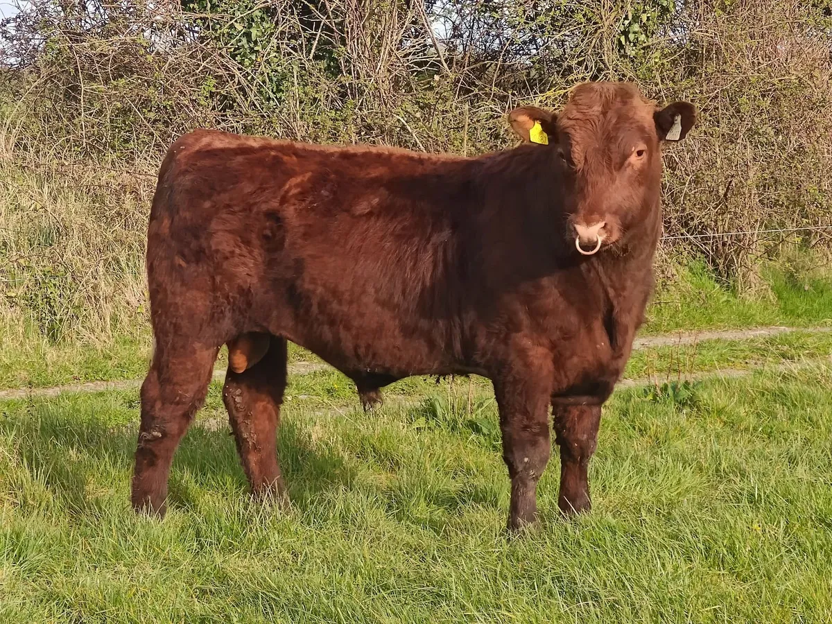 Shorthorn Bull - Image 1