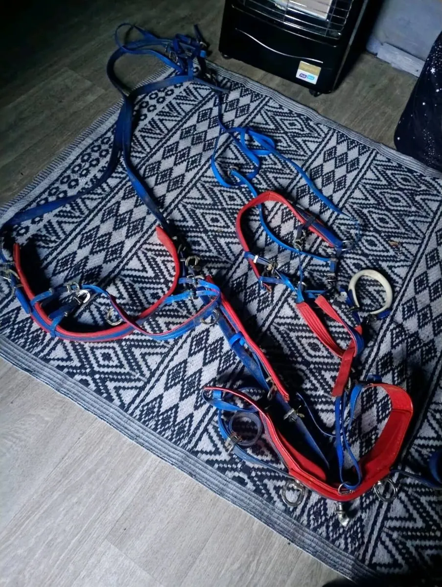 Shenland pony harness - Image 3