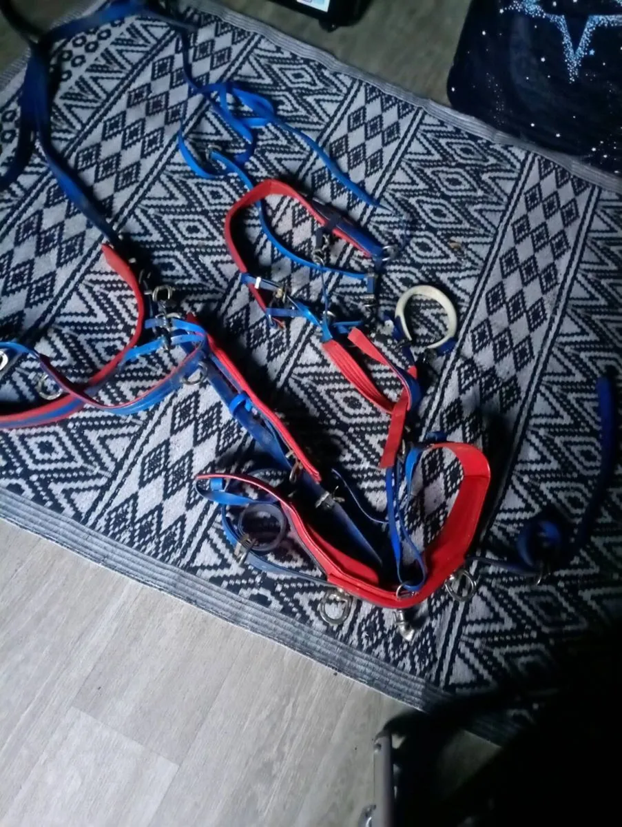Shenland pony harness - Image 4